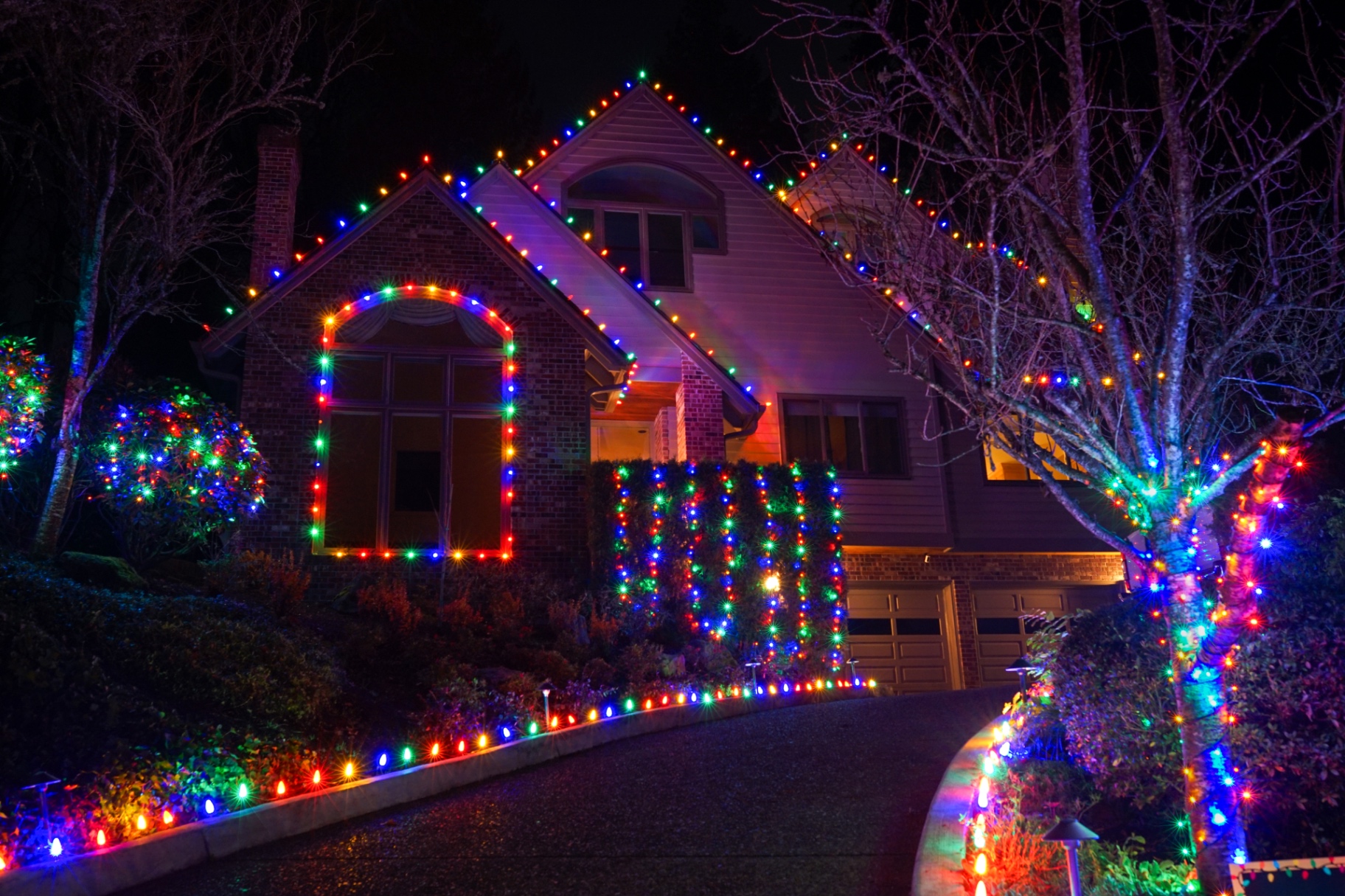 Row of trees professionally wrapped in warm white Christmas lights